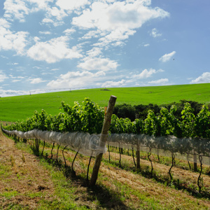 Sul de Minas conquista Indicação de Procedência (IP) para os vinhos de Inverno 